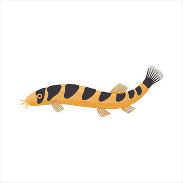true Kuhli loach, Pangio kuhlii, vector drawing aquarium fish isolated at white background, hand drawn illustration