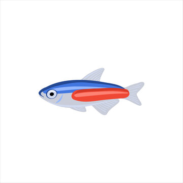 cardinal tetra ,Paracheirodon axelrodi, vector drawing aquarium fish isolated at white background, hand drawn illustration