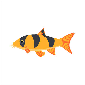clown loach, tiger botia, Chromobotia macracanthus,vector drawing aquarium fish isolated at white background, hand drawn illustration