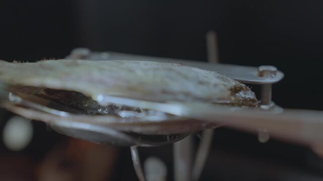 Discovering a High-Quality Round Pearl Inside an Oyster Tissue.