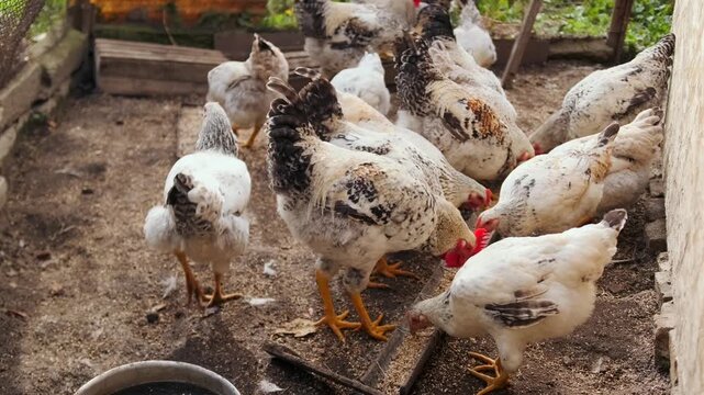 Group of chickens feeding inside coop, pecking grain on ground in farm enclosure. Domestic poultry flock eating together in rural setting, agriculture and livestock care concept indoors.