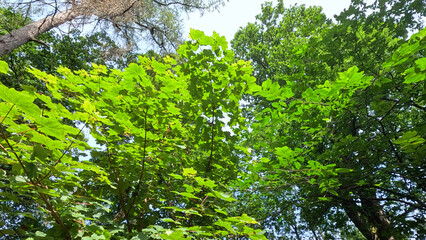 Fototapeta premium Low Angle View of Lush Green Tree Canopy in a Scottish Forest