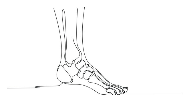 Continuous line drawing of human foot skeletal anatomy for medical education and health presentations