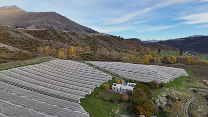 Naklejka premium Aerial View of a Queenstown Vineyard with Netting and Autumn Mountains
