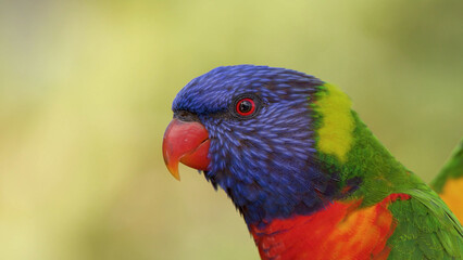 Naklejka premium Close Up Portrait of a Rainbow Lorikeet in Gold Coast Australia
