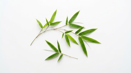 Fototapeta premium Minimalist bamboo leaves on white background, fresh green bamboo branches, organic botanical foliage for spa and wellness design