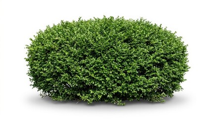 Fototapeta premium Green boxwood shrub isolated on white background, lush garden hedge plant, decorative evergreen landscape bush for architectural visualization
