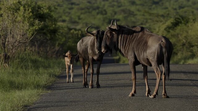 Large herd of wildebeest walking along dusty road in African national park during golden sunset, with mountain hills in the background, dramatic savanna landscape, wildlife migration and peaceful
