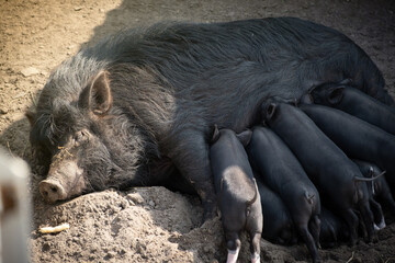 Black sow lying on dirt nursing a group of piglets, farm life scene showing animal care and motherhood in agriculture © alexanderon