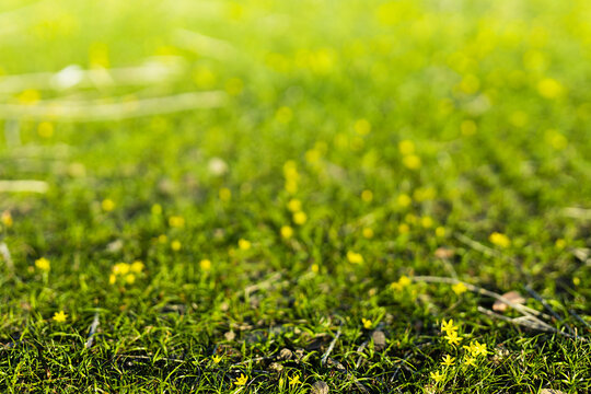 Green grass with tiny yellow wildflowers on the hills of Afrasiyab ancient settlement in Samarkand. Ideal for nature backgrounds, spring concepts. Green grass spring background.