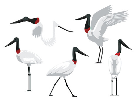 Jabiru Stork Bird Various Poses Flying Walking Vector Character
