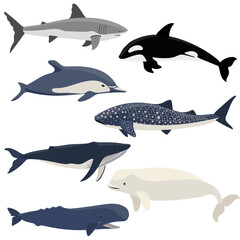 Obraz premium vector drawing whales, dolphin and shark isolated at white background, hand drawn illustration