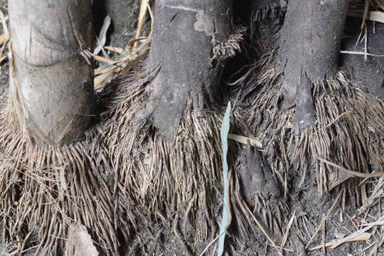"Close-up view of bamboo roots and base of culms growing in the soil. Dense fibrous root system of mature bamboo plant with textured trunks and dry organic debris on the ground. 