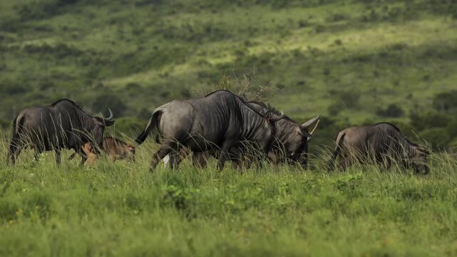 Large herd of wildebeest walking along savannah tall grass in African national park during golden sunset, dramatic savanna landscape, wildlife migration and peaceful safari atmosphere