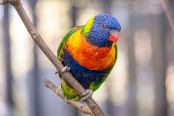 Naklejka premium A vivid Rainbow Lorikeet parrot, known for its striking plumage, perches gracefully on a branch at the Guadalajara Zoo, showcasing its brilliant colors.