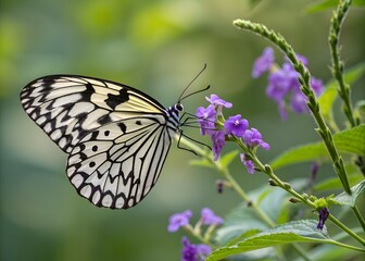 Naklejka premium A beautiful butterfly with intricate black and white patterns on its wings perches delicately on a purple flower