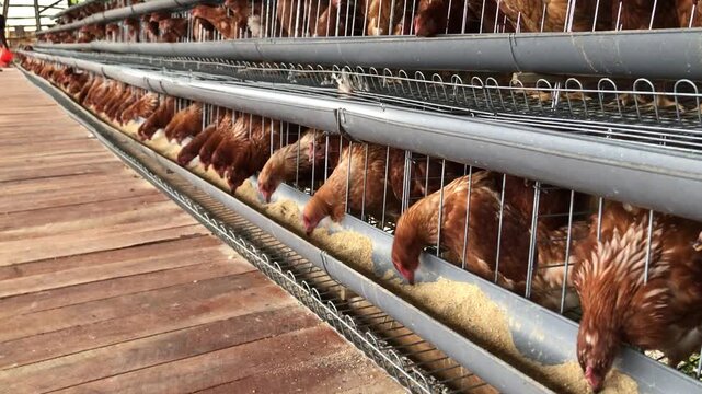 Brown chickens in metal cages feeding from a long trough on a commercial poultry farm.