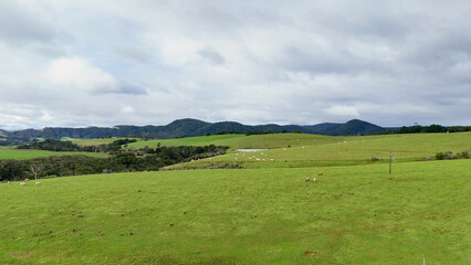 Obraz premium Aerial View of Lush Green Farmland and Rolling Hills in Dorrigo Australia