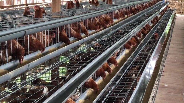 Brown chickens in multi-tiered battery cages eating from feeders on a commercial poultry farm.
