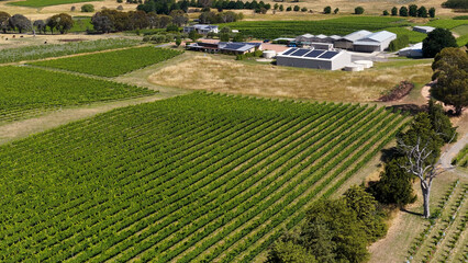 Obraz premium Aerial View of Lush Green Vineyard Rows and Farm Buildings in Canberra