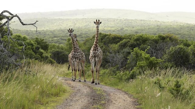 A group of giraffes grazing peacefully in the Namibian savanna, tall African mammals feeding on acacia trees. Serene wildlife scene showing natural behavior, long necks, and the majestic presence of
