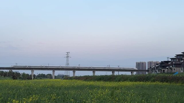 A CRH bullet train speeds across an elevated viaduct past a blooming yellow rapeseed field and an electricity pylon in suburban Chengdu.