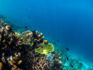 Fototapeta premium A coral reef scape from Raja Ampat, Indoneisa