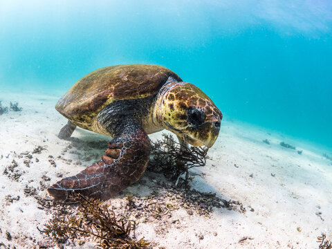 Alfred the old Loggerhead Sea Turtle munching on algae, Ningaloo Reef