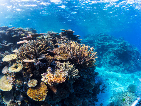 Thriving coral reef, Great Barrier Reef, featuring high coral cover dominated by Acropora coral colonies. Taken on Wheeler Reef 2019.