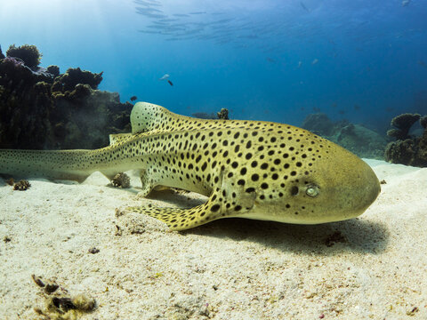 A Leopard Shark on the Ningaloo Reef
