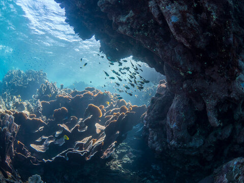 A coral overhang on the Ningaloo Reef