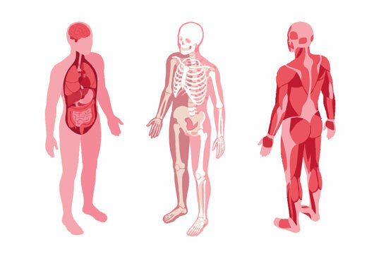 Human anatomy illustration of internal organs skeleton and muscles