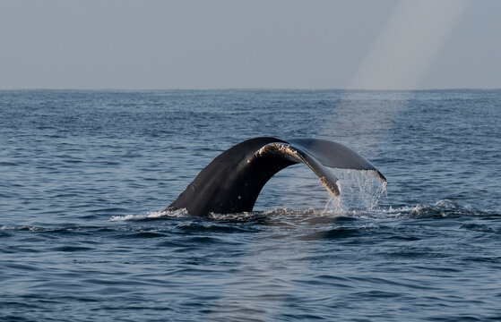 Humpback whale tail fluke rising above ocean surface before diving, wildlife photography