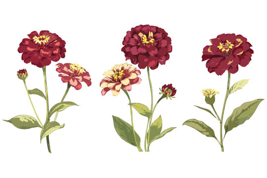 red yellow floral zinnia flowers botanical illustration digital design graphic crimson vector floral isolated transparent background asset element, summer spring art blossom set collection garden flat