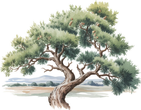 Watercolor A Juniper Tree landscape vector illustration isolated on white background