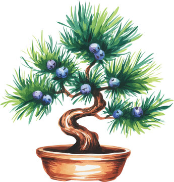 Watercolor A Juniper bonsai tree vector illustration isolated on white background