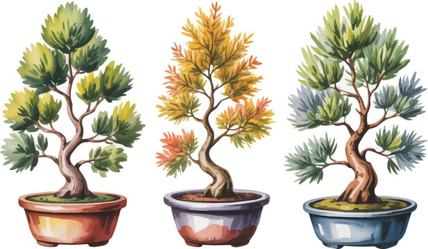 set of Watercolor  Juniper bonsai tree vector illustration isolated on white background