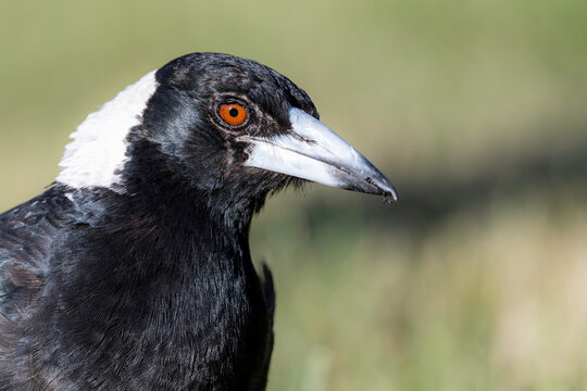 Australian magpie (Gymnorhina tibicen), Red Hill Nature Reserve, ACT, December 2025