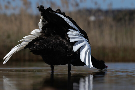 Black Swan (Cygnus atratus), Lake Burley Griffin, ACT, October 2025