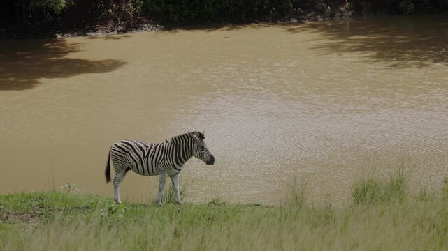 Group of zebras grazing near African river in natural savanna landscape, with one zebra standing close to the water, peaceful wildlife scene during warm golden sunset in wild safari environment