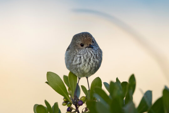 Brown Thornbill (Acanthiza pusilla), Narooma, NSW, September 2025