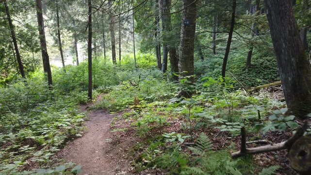 Walking through forest trees along Sentier Iroquois, a hiking trail near Lac Simon in Duhamel, Outaouais, Quebec, Canada.