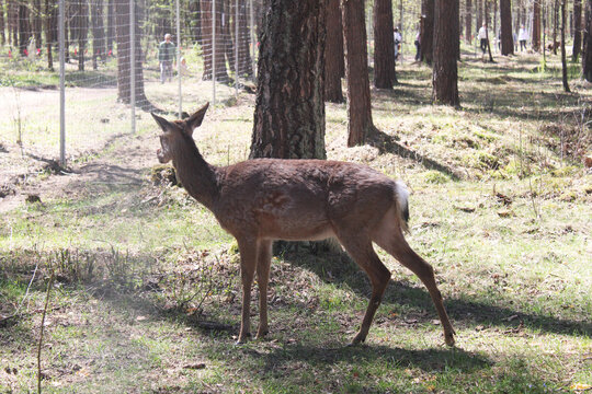 Lonely roe deer in the forest near a tree