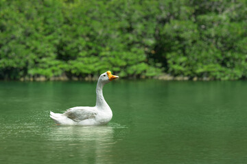 Obraz premium White goose swimming in lake