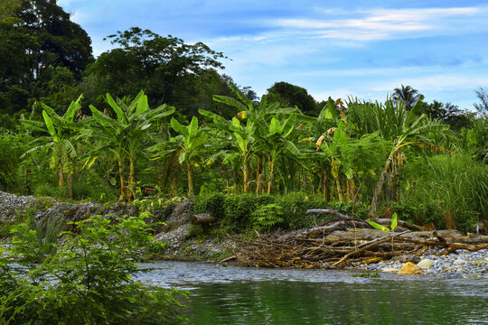 Banana tree with blue sky, aceh indonesia
