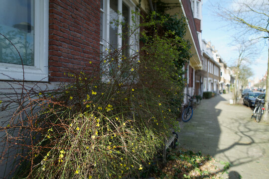 AMSTERDAM, NETHERLANDS - FEBRUARY 5, 2025: A cinematic close-up of yellow winter jasmine flowers blooming against a brick wall.