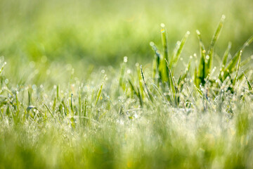 Obraz premium Wet summer green grass background