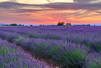 Obraz premium Beautiful landscape of lavender filed in Provence - France