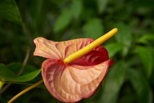 red and pink anthurium flower in garden background, waxy heart shaped spathe with yellow spadix, closeup with soft focus