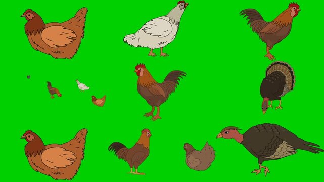 Chicken, Rooster, Turkey, Chick, Hen, Bird, Poultry, Fowl, Wing 2d animated cartoon character on green screen chroma key background. High quality illustration loop cycle vector animation